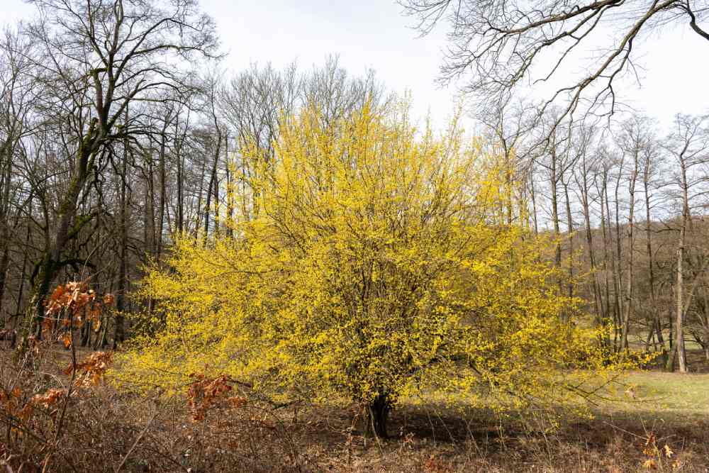 Eine gelb blühende Kornelkirsche steht vor einem Wald mit kahlen Bäumen.